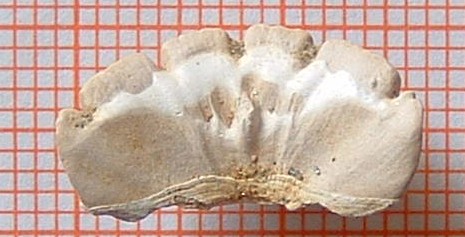 Craspedochiton altavillensis (Seguenza, 1876)
